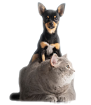 pet-insurance-deals